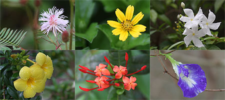 0423_flowers