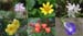 0423_flowers
