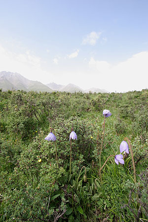 blue_poppy_3488