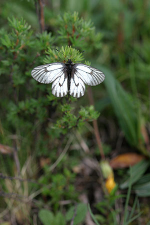 butterfly_0590