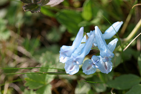 flower_0548