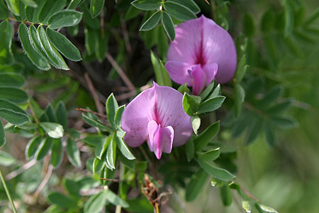 flower_0550