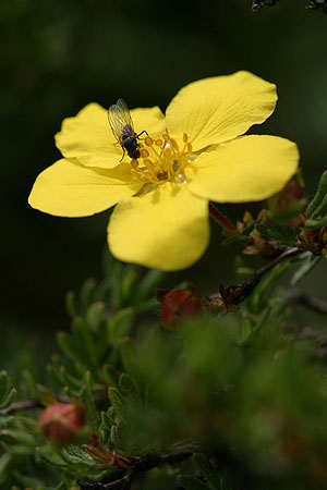 flower_0558