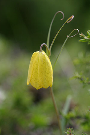 flower_0574