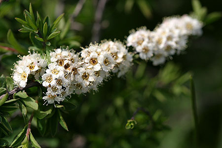 flower_0587
