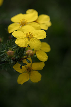 flower_0588