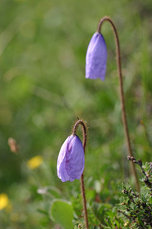 poppy_0580