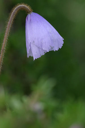 poppy_0589