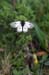 butterfly_0590