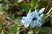 flower_0548
