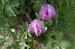 flower_0550