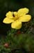 flower_0558
