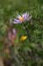 flower_0560