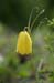 flower_0574