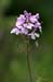 flower_0575