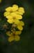 flower_0588
