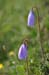 poppy_0580