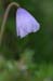 poppy_0589
