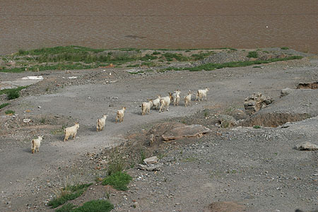 17_sheep_0768