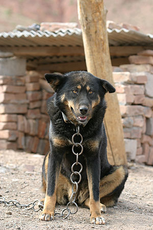18_dog_0780