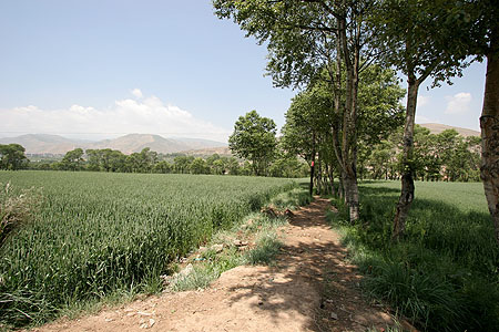32_wheat_field_3679