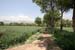 32_wheat_field_3679